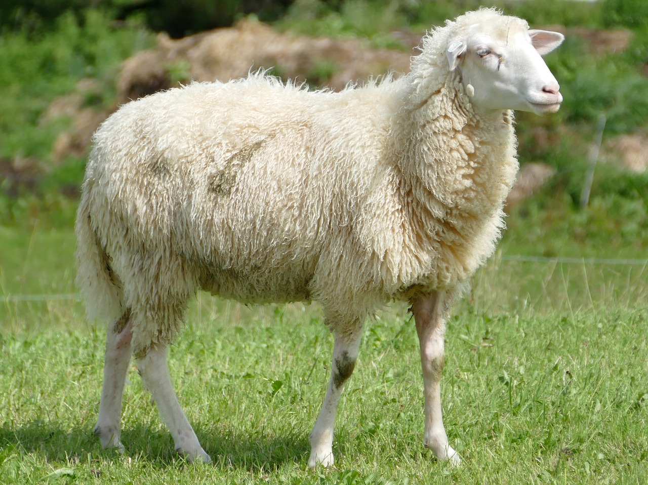 Detail Sheep Images Free Download Nomer 12