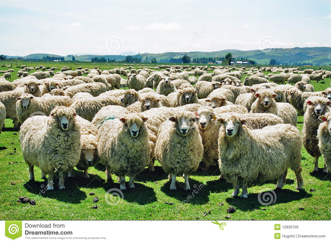 Detail Sheep Images Free Download Nomer 26