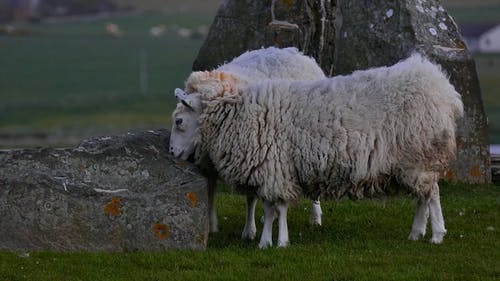 Detail Sheep Images Free Download Nomer 30