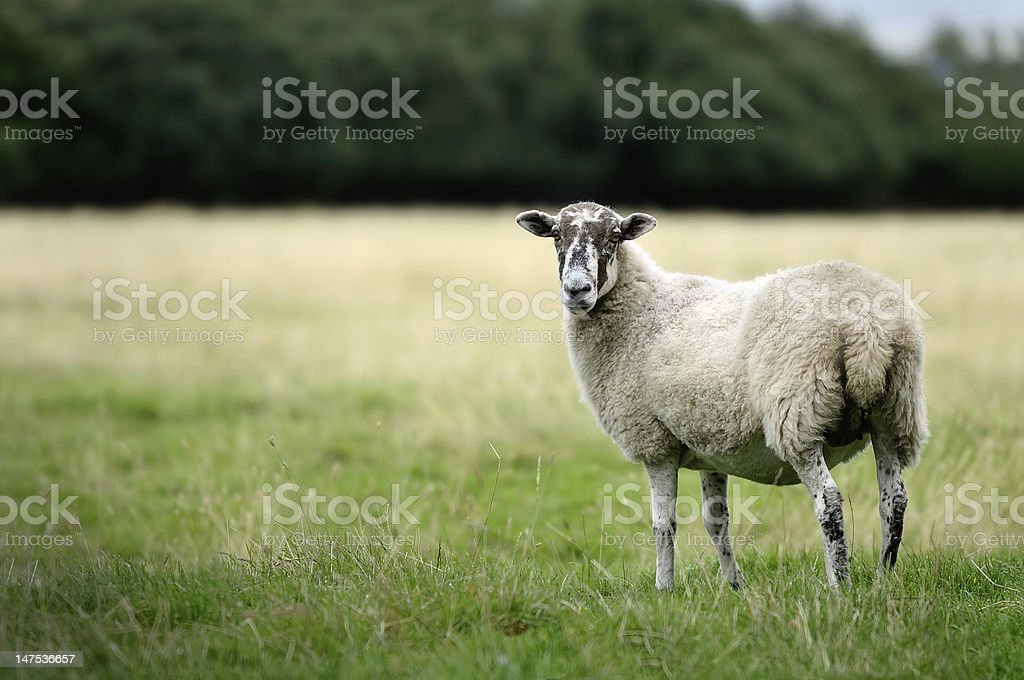 Detail Sheep Images Free Download Nomer 36