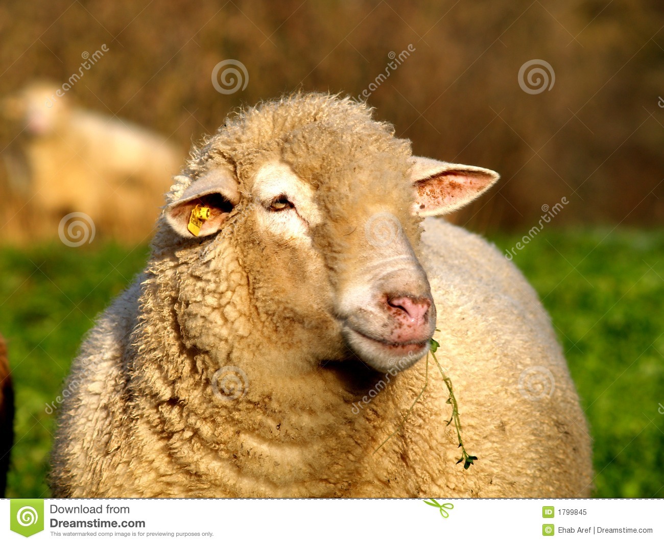 Detail Sheep Images Free Download Nomer 37