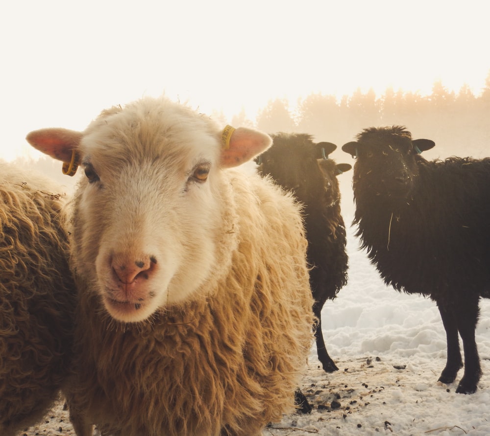 Detail Sheep Images Free Download Nomer 42