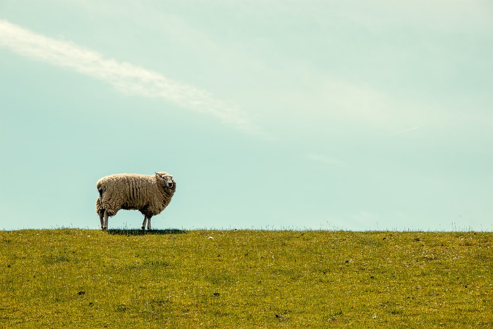 Detail Sheep Images Free Download Nomer 51