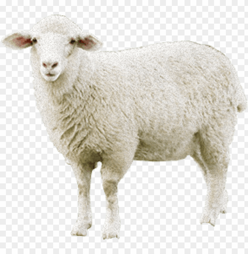 Detail Sheep No Background Nomer 2