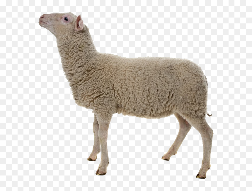 Detail Sheep No Background Nomer 9