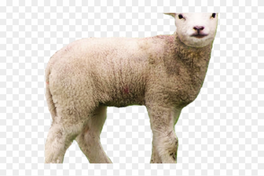 Detail Sheep No Background Nomer 10
