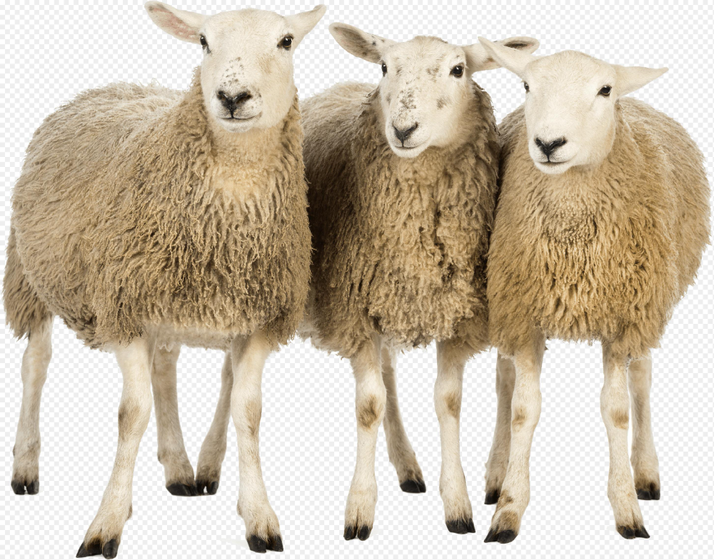Detail Sheep No Background Nomer 12
