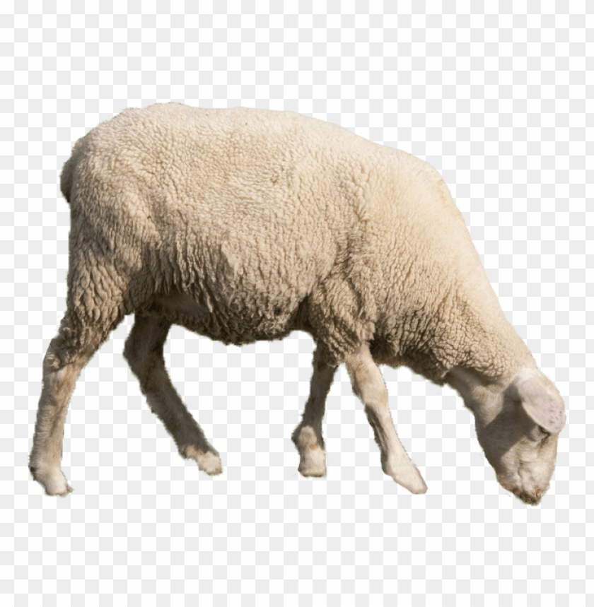 Detail Sheep No Background Nomer 13