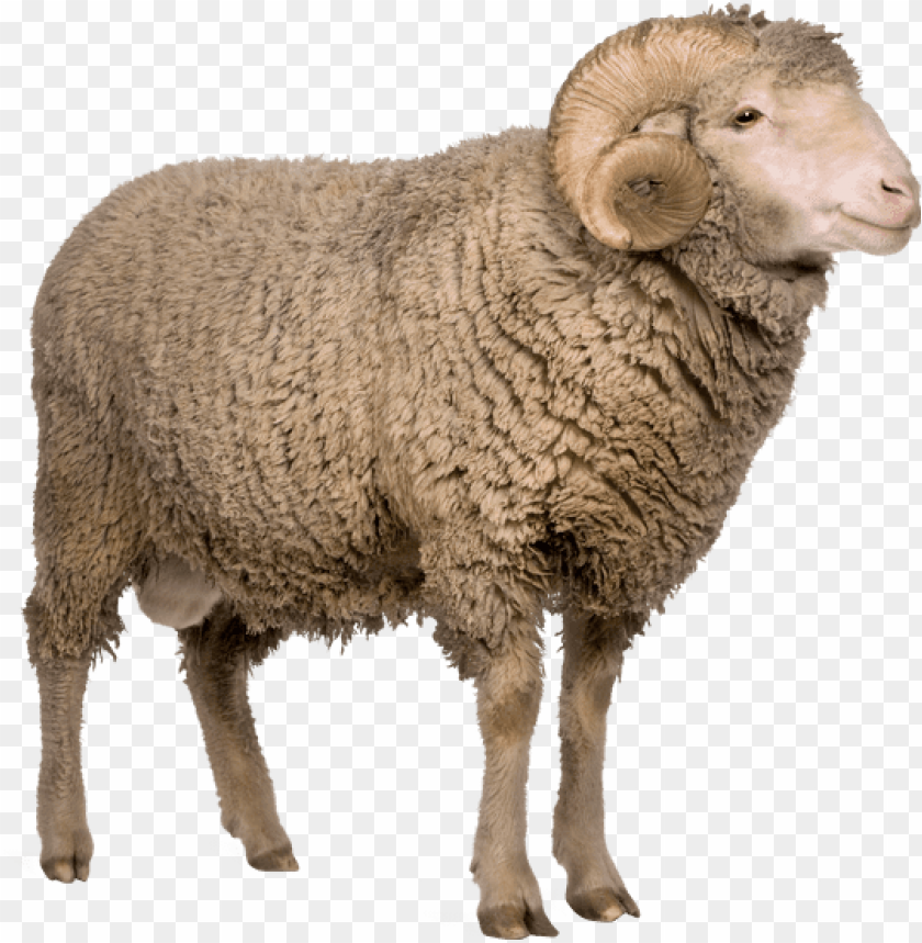 Detail Sheep No Background Nomer 15