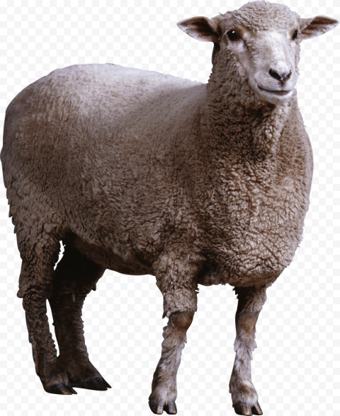 Detail Sheep No Background Nomer 16