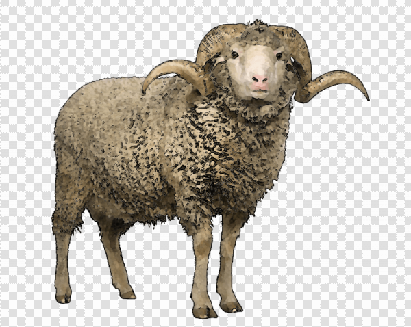 Detail Sheep No Background Nomer 17