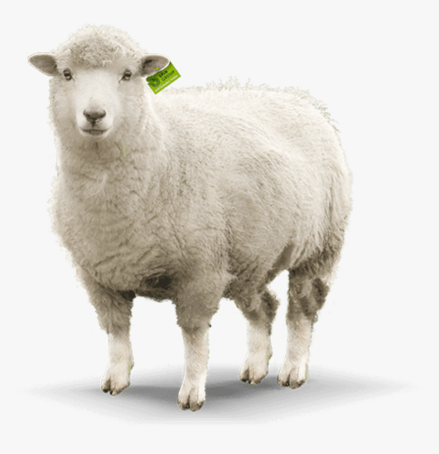 Detail Sheep No Background Nomer 3