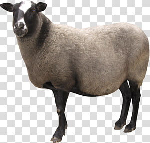 Detail Sheep No Background Nomer 20