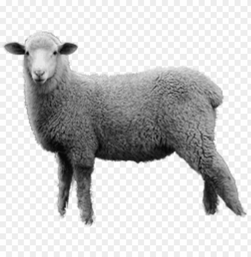 Detail Sheep No Background Nomer 21
