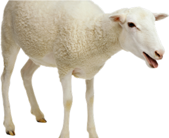 Detail Sheep No Background Nomer 24