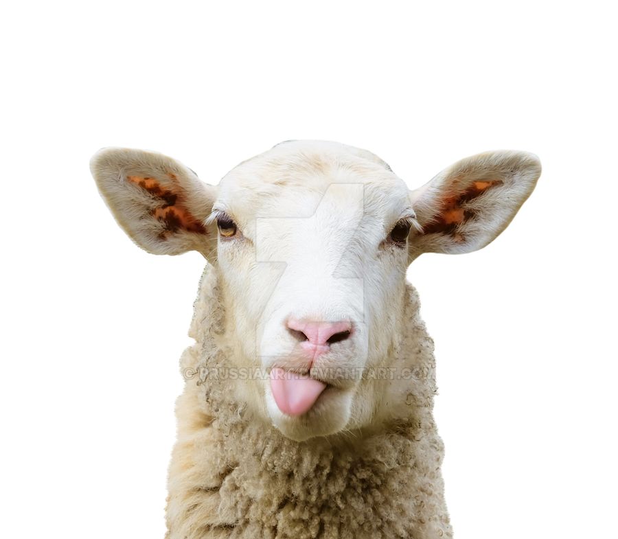 Detail Sheep No Background Nomer 28