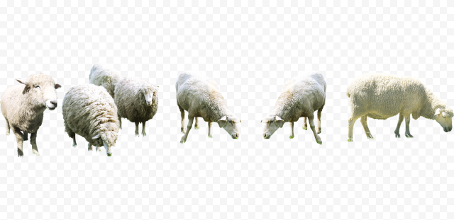 Detail Sheep No Background Nomer 29