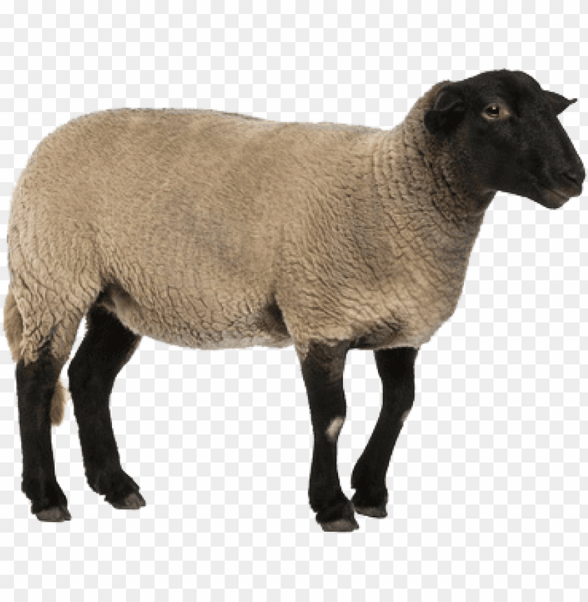 Detail Sheep No Background Nomer 31