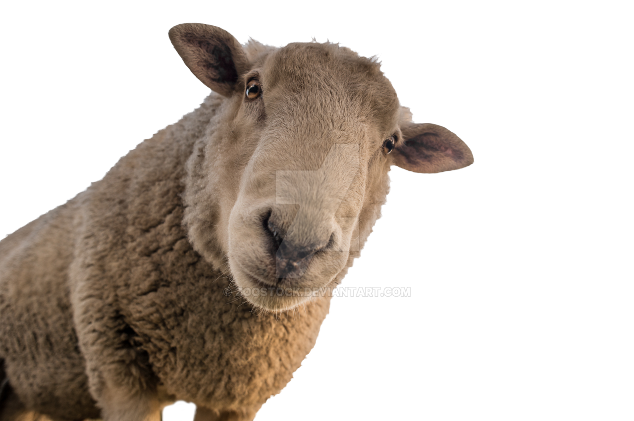 Detail Sheep No Background Nomer 33