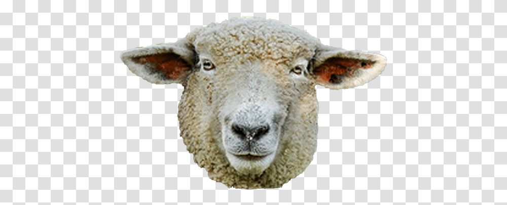 Detail Sheep No Background Nomer 34