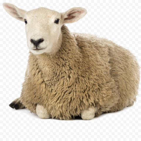 Detail Sheep No Background Nomer 35