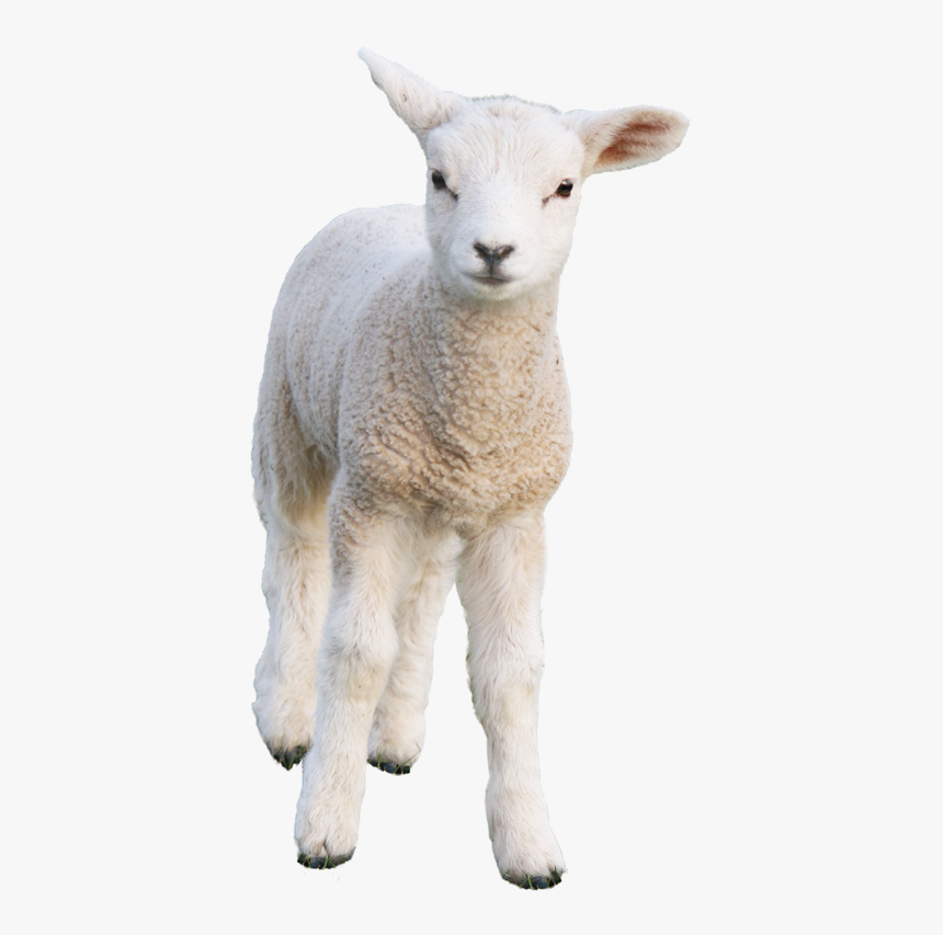 Detail Sheep No Background Nomer 37