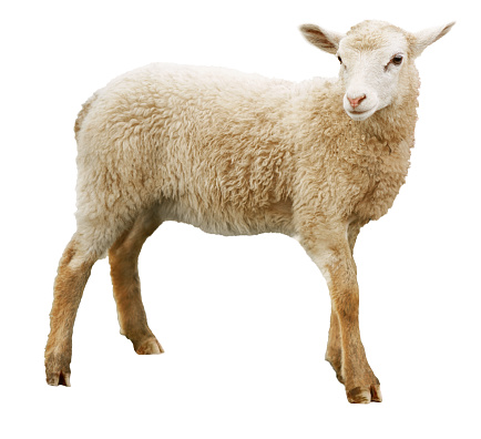 Detail Sheep No Background Nomer 42