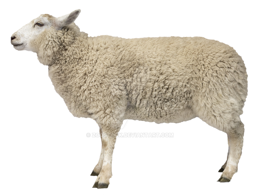 Detail Sheep No Background Nomer 4