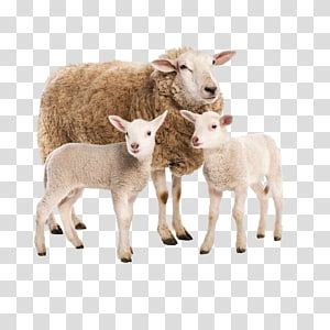 Detail Sheep No Background Nomer 54