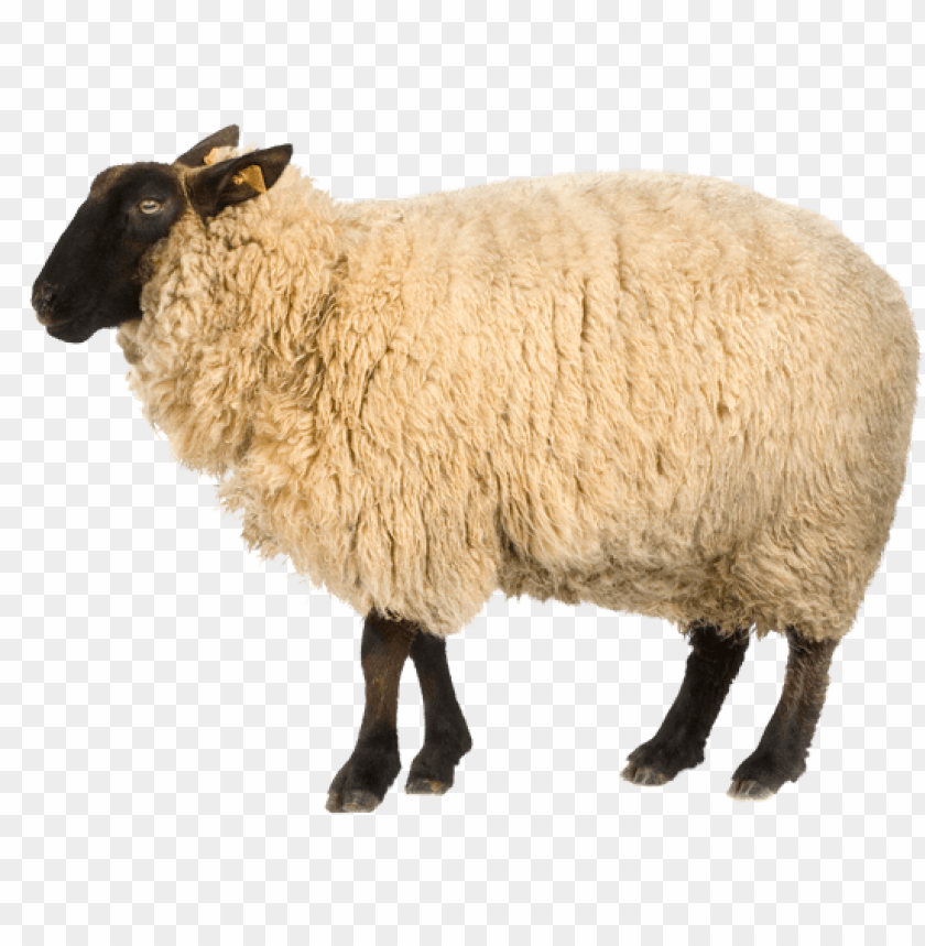Detail Sheep No Background Nomer 5