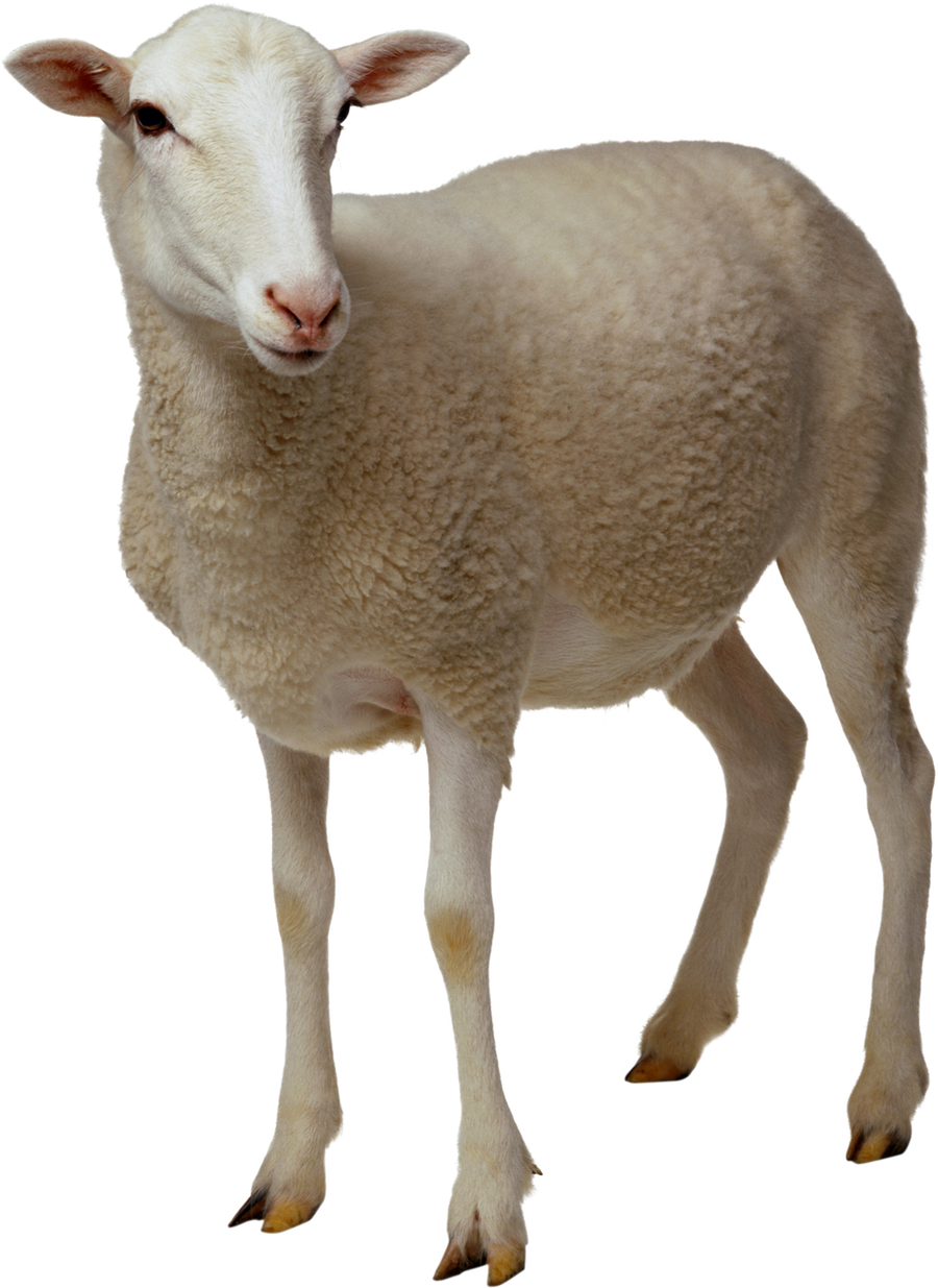 Detail Sheep No Background Nomer 6