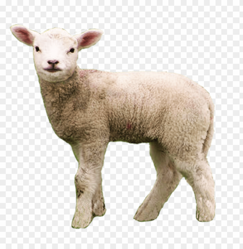 Detail Sheep No Background Nomer 7