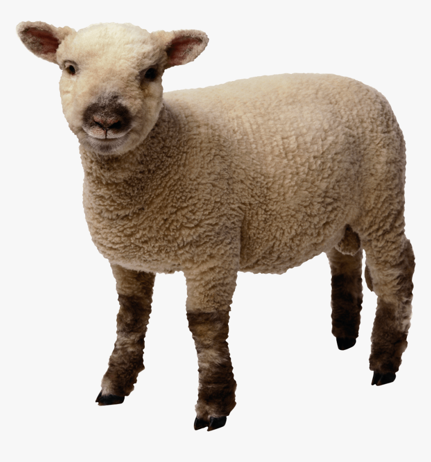 Detail Sheep No Background Nomer 8