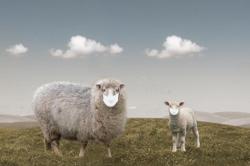 Detail Sheep Pictures Free Nomer 27