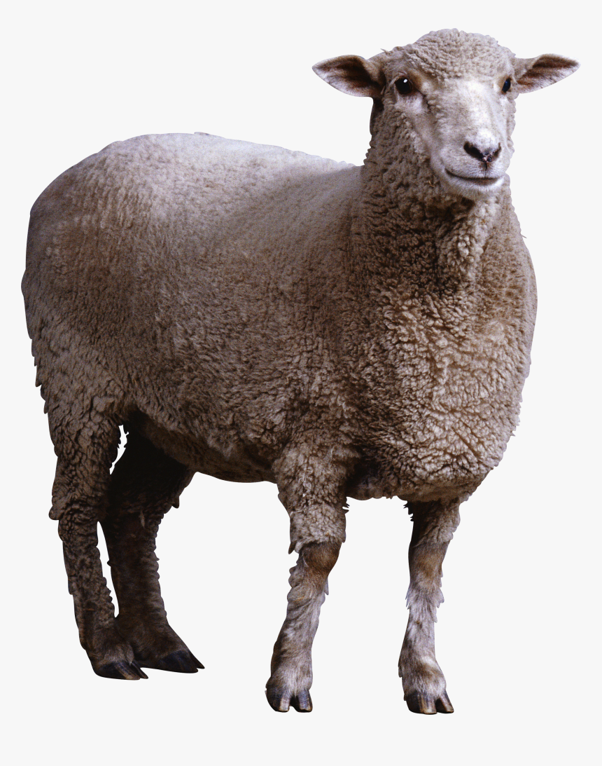 Detail Sheep Transparent Nomer 9