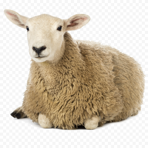 Detail Sheep Transparent Nomer 13