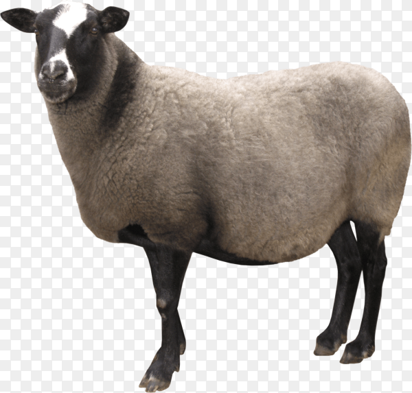 Detail Sheep Transparent Nomer 20