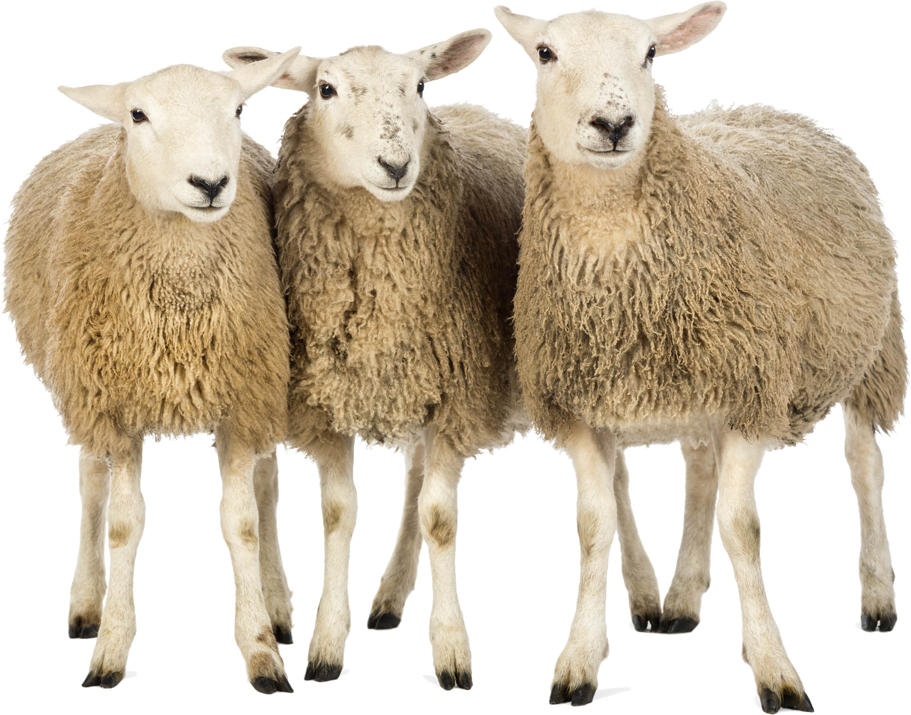 Detail Sheep Transparent Nomer 21