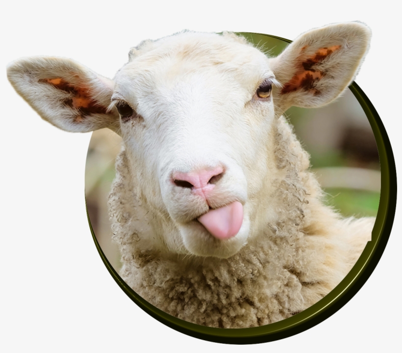 Detail Sheep Transparent Nomer 25