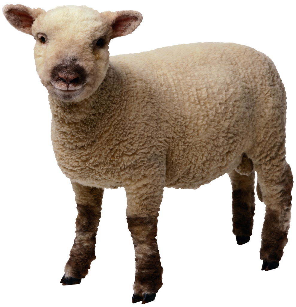 Detail Sheep Transparent Nomer 3