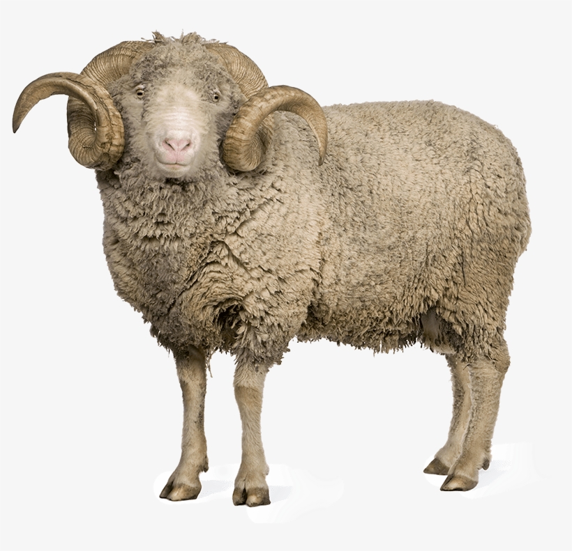 Detail Sheep Transparent Nomer 31