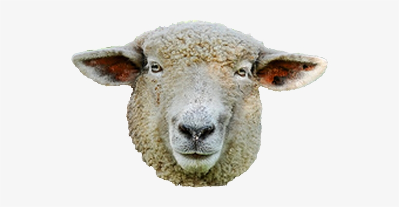 Detail Sheep Transparent Nomer 37