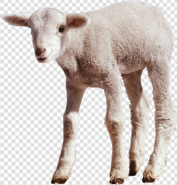 Detail Sheep Transparent Nomer 39