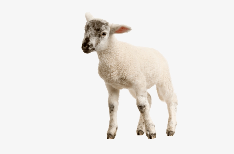 Detail Sheep Transparent Nomer 51