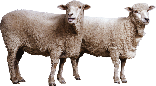Detail Sheep Transparent Background Nomer 27