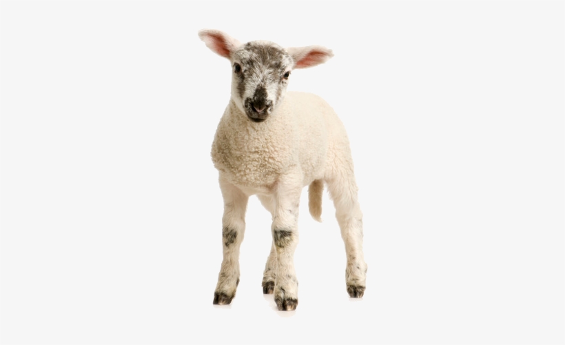 Detail Sheep Transparent Background Nomer 29