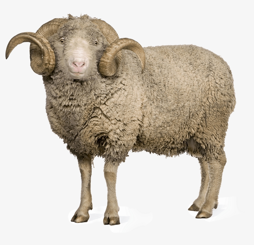 Detail Sheep Transparent Background Nomer 32