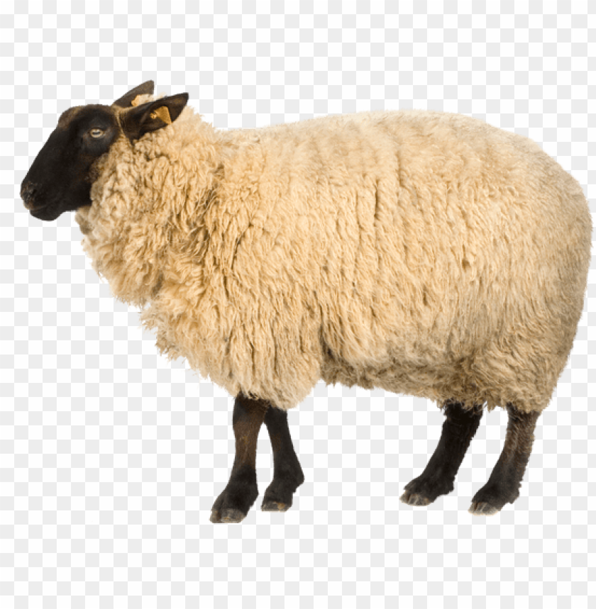 Detail Sheep Transparent Background Nomer 4