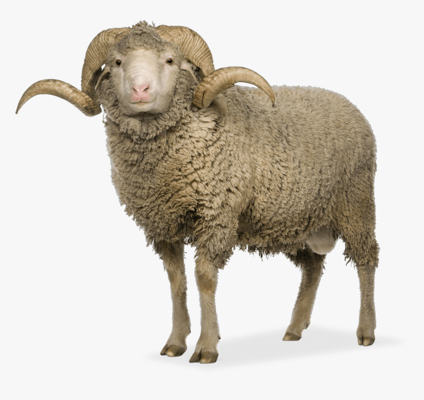 Detail Sheep Transparent Background Nomer 37
