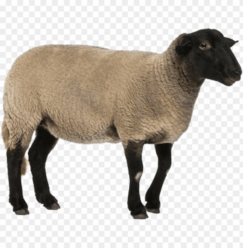 Detail Sheep Transparent Background Nomer 39